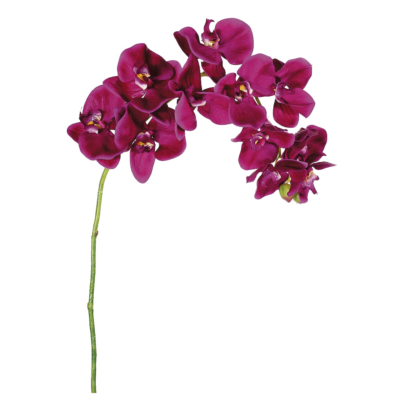 24 Pack: Violet Moth Orchid Spray